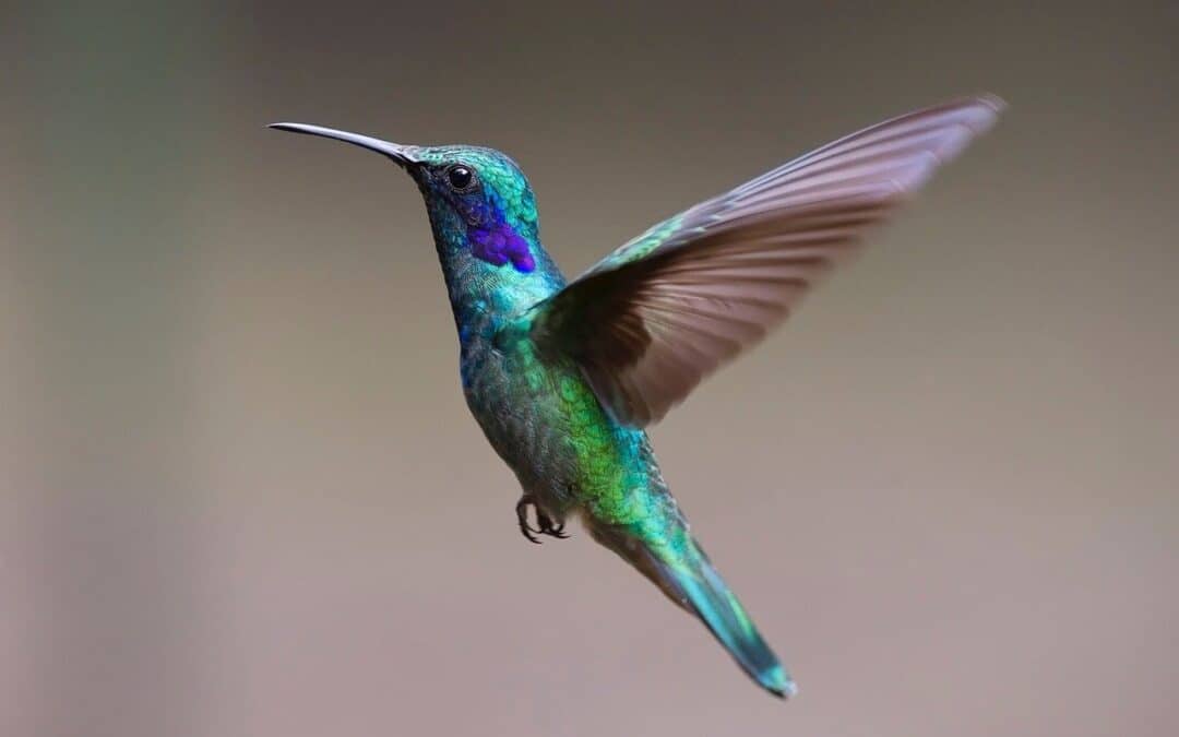 Hummingbirds and Possibilities